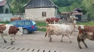 Kuhabtrieb in Rumänien