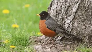 Canon 55-250mm Lens Test - Robins in the Park