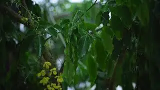 free stock footages | rain wetting the leaves of a tree in the garden