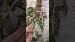 💚Монстера Альба💚 и трипс🥺 листики к сожалению не востановить 