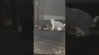 Mittens vs. Snowflake