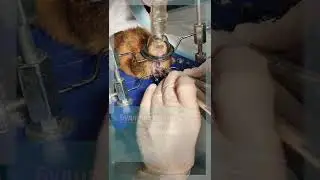 Коррекция прикуса у морской свинки