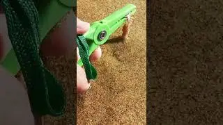 Caught A Giant Monster Beach Worm 