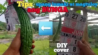 paano mag pollinate at mag cover ng ampalaya