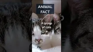 Are you a cat or dog person, and why?comment and subscribe 👇#shorts#cats