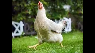 Chicken Attack