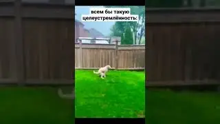 Собака против ветра 
