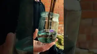Как я планирую укоренять черенки винограда. 