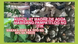Pagkain ng bibe(itik) na hindi ma gastos alamin(bisaya version)