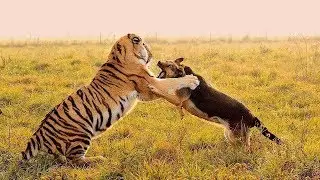 Top 10 dogs vs big Cat ( Tiger, leopard, lion...)