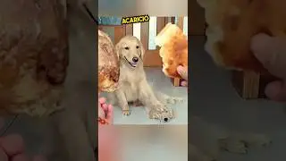 Esta perra le da todo a su cachorro❤️