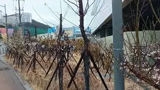 Сакуры начали распускаться