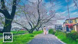 Tokyo Spring Drive / Cherry Blossoms & Riverside Calm 🌸 / 8K 60fps / Relaxing Piano