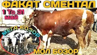 Мол бозор Регар / Факат Сментал / 1 то 31 май дар бозор дуромадаги Говҳои зоти Сментал