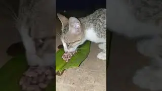 Hungry kitten in Street at Midnight