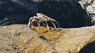 🦀 BARBADOS 🇧🇧 Sally Lightfoot 🦀 Crab | Percnon gibbesi 
