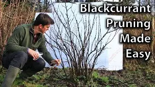 Prune your Blackcurrants in No Time with the 3-Step Method!