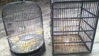 tanpa ekstra fuding tetap gacor