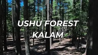 Ushu Forest Kalam: The Most Scenic Forest Adventure in Pakistan!