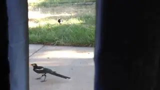 Magpies 2