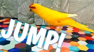 KAKARIKI JUMPING IN SLOW MOTION 🐥👣