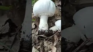 Опасные грибы? 