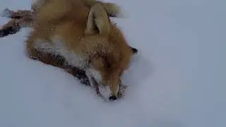 Fox trapping in 2018/ Ketun jalkanarupyyntiä 2018