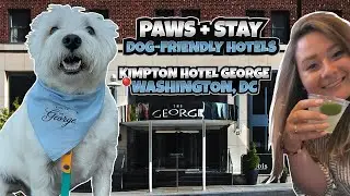 Paws + Stay: Kimpton Hotel George | A Dog-Friendly Hotel | Washington, DC