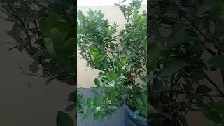 Ito na siya lumalago na #agaderfarmland #agrikultura #bonsai #shortvideo #calamansi