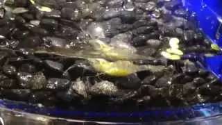 Parasitic horsehair worm in a pregnant ghost shrimp and what to do if you have one.