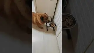Наелась красотка Рита #happydog