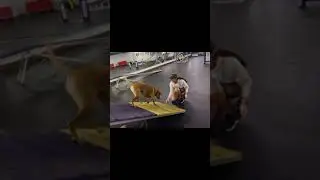Mellow is having fun learning agility!