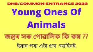 DHS/COMMON ENTRANCE 22//YOUNG ONE OF ANIMALS// BABY ANIMALS CALLED