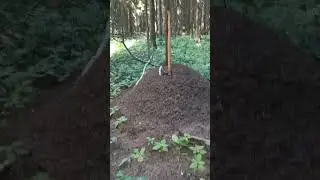 большой муравейник.