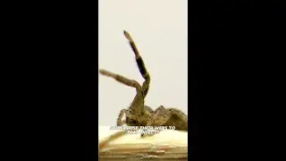 How Spiders Catch Insects 🕷️ | Webs & Hunting Techniques #Spiders #Insects #Nature"
