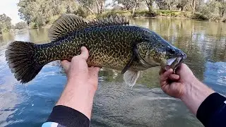 Murray Cod Fishing | Murray River