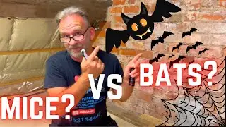 What is the difference between MOUSE and BAT droppings? We show how to do a quick test to find out.