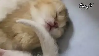 Kittens from day one to ten