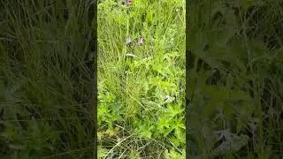 СБОР ТРАВ В ИЮЛЕ/ таволга, дудник, герань и др./ 01.07.2023