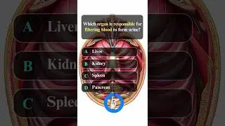 Anatomy Quiz - 5 I General Knowledge I #shorts #youtubeshorts #shortsfeed #gk #spedutech