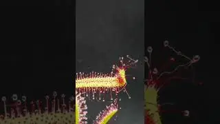 Fly caught by sundew #shorts #timelapse 🦟