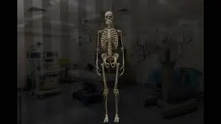 esqueleto green screen