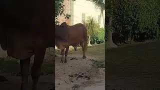 #shorts | #shortsfeed | #shortvideo | Qurbani Kay Janwar | Beautiful Qurbani Janwar