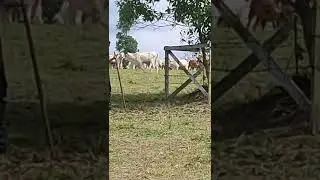 pawang ular kobra nih boss 🤣