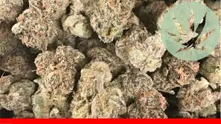 Platinum Cookies - All About This Strain