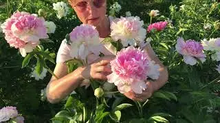 Raspberry Sundae peony. Pulkovo Garden