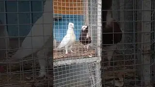 Мини ферма, музей СССР #малоярославец #ссср #музей #ферма фер