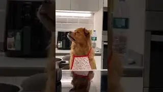 komik videolar