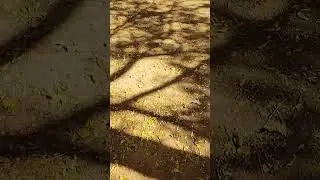 pathways #darkfolk #neofolk