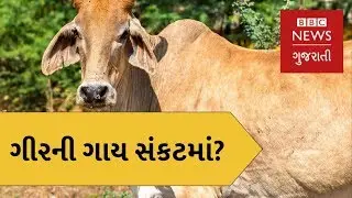 ગીરની ગાય સંકટમાં? Is the Gir cow in danger? (BBC News Gujarati)
